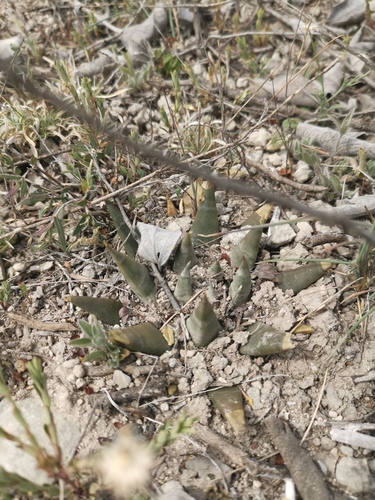 Ariocarpus trigonus