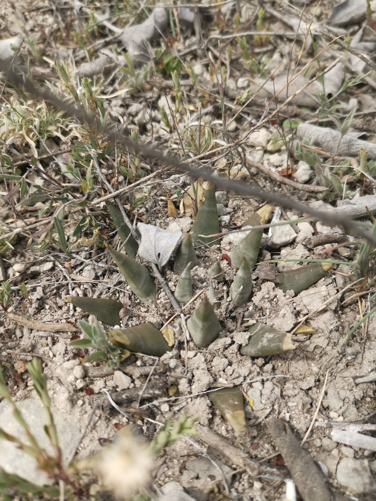 Ariocarpus trigonus