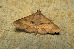 Hypospila
