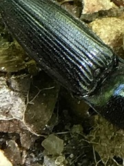Melanactes