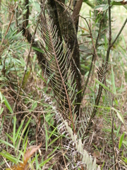 Blechnum stipitellatum