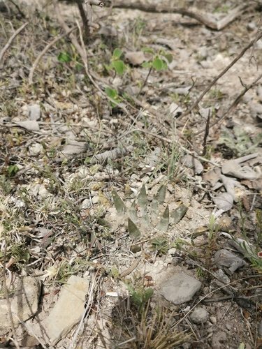 Ariocarpus trigonus