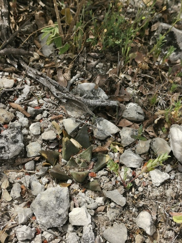 Ariocarpus trigonus