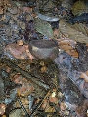 Andiroba (Carapa guianensis)