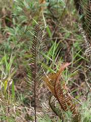 Blechnum stipitellatum