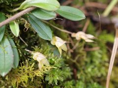 Masdevallia nidifica