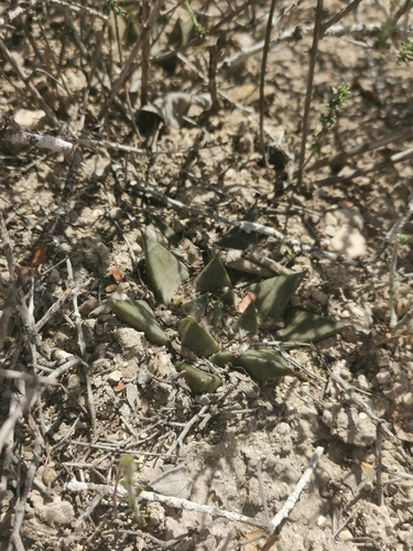 Ariocarpus trigonus