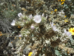 Tarasa hornschuchiana