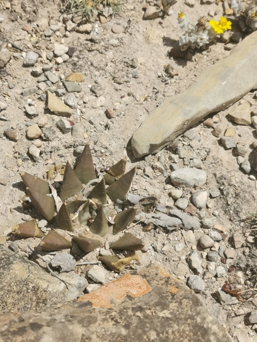 Ariocarpus trigonus