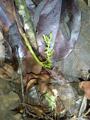 Omphalea diandra
