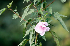 Hibiscus striatus