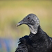 Black Vulture - Photo (c) Brittany Mason, some rights reserved (CC BY-NC), uploaded by Brittany Mason