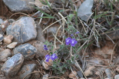 Scutellaria potosina
