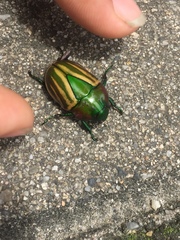 Calomacraspis splendens