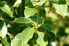 Cinnamomum glanduliferum