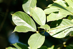Cinnamomum glanduliferum
