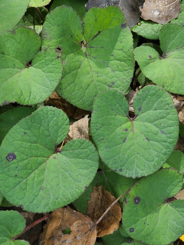 Winter Heliotrope