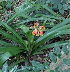 Clivia gardenii