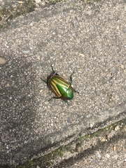 Calomacraspis splendens