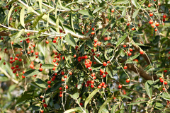 Citharexylum montevidense