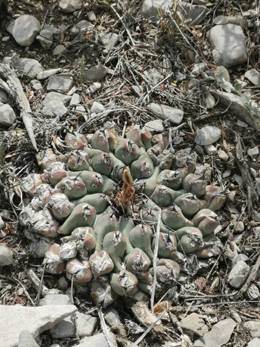 Thelocactus rinconensis