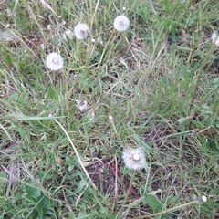 Taraxacum officinale