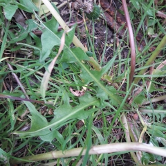 Taraxacum officinale