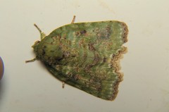 Blenina