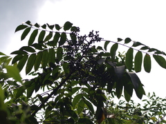 Toxicodendron striatum