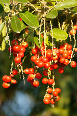 Citharexylum montevidense