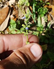 Salvia occidentalis