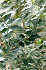 Blepharocalyx salicifolius