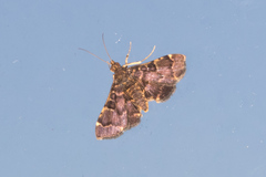 Piletocera ulophanes