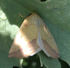 Neoterpes edwardsata