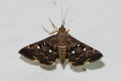 Piletocera signiferalis