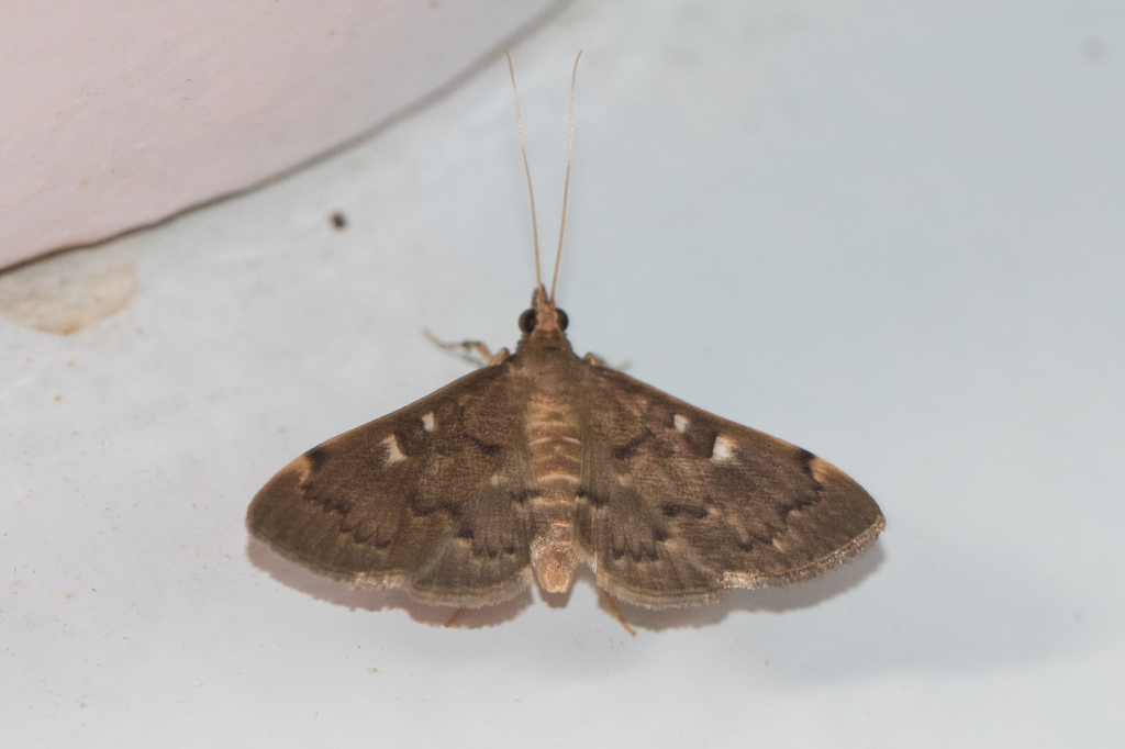 Piletocera ochrosema