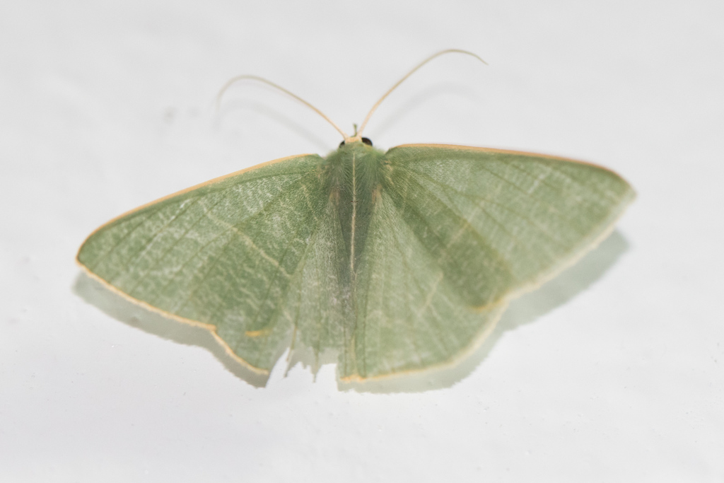 Thalassodes chloropis