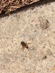Diptera