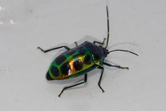 Calliphara