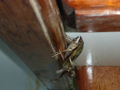 Macroglossum hirundo