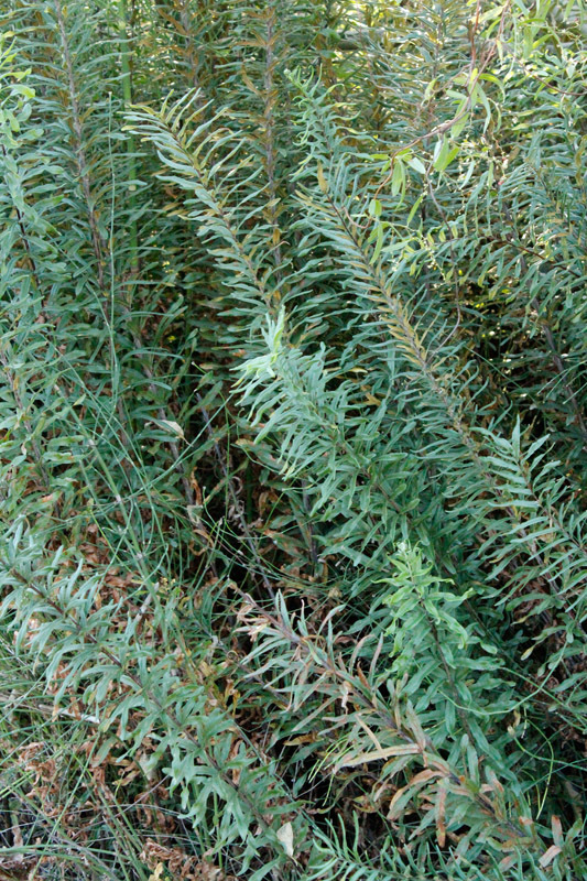 Pityrogramma trifoliata