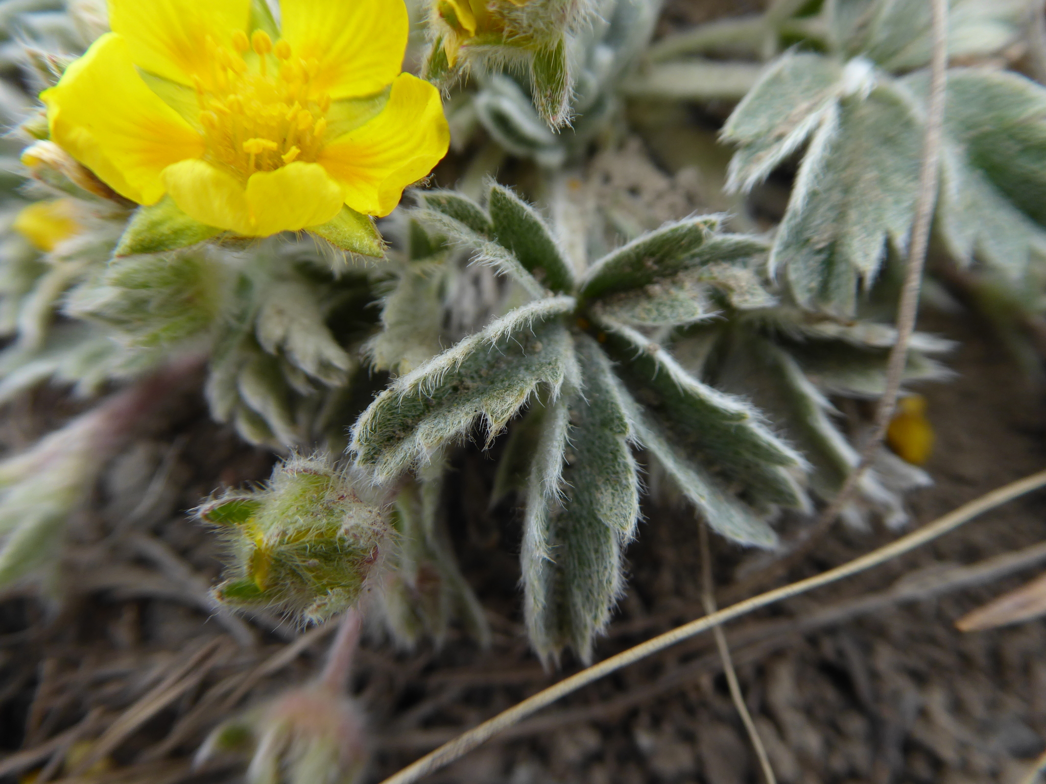 Potentilla concinna