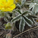 Early Cinquefoil - Photo (c) Annette Le Faive, some rights reserved (CC BY-NC), uploaded by Annette Le Faive