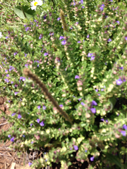 Scutellaria wrightii