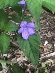 Ruellia strepens