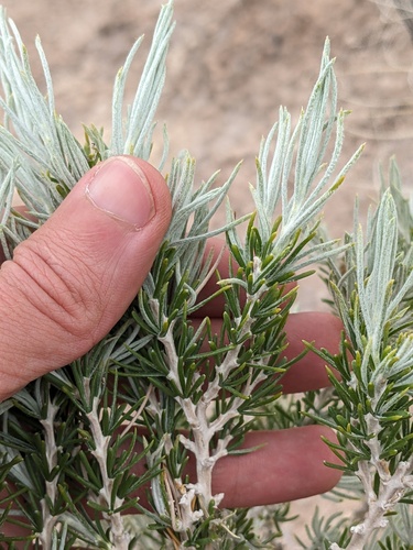 Threadleaf Horsebrush (Tetradymia filifolia)