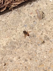 Diptera