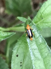 Phyllobrotica limbata