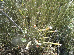 Ephedra americana