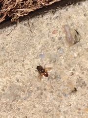 Diptera